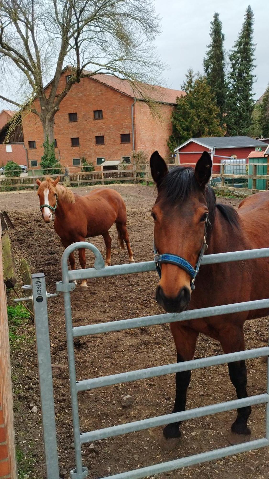 Wohnen Auf Dem Bauernhof Lägenhet Laatzen Exteriör bild